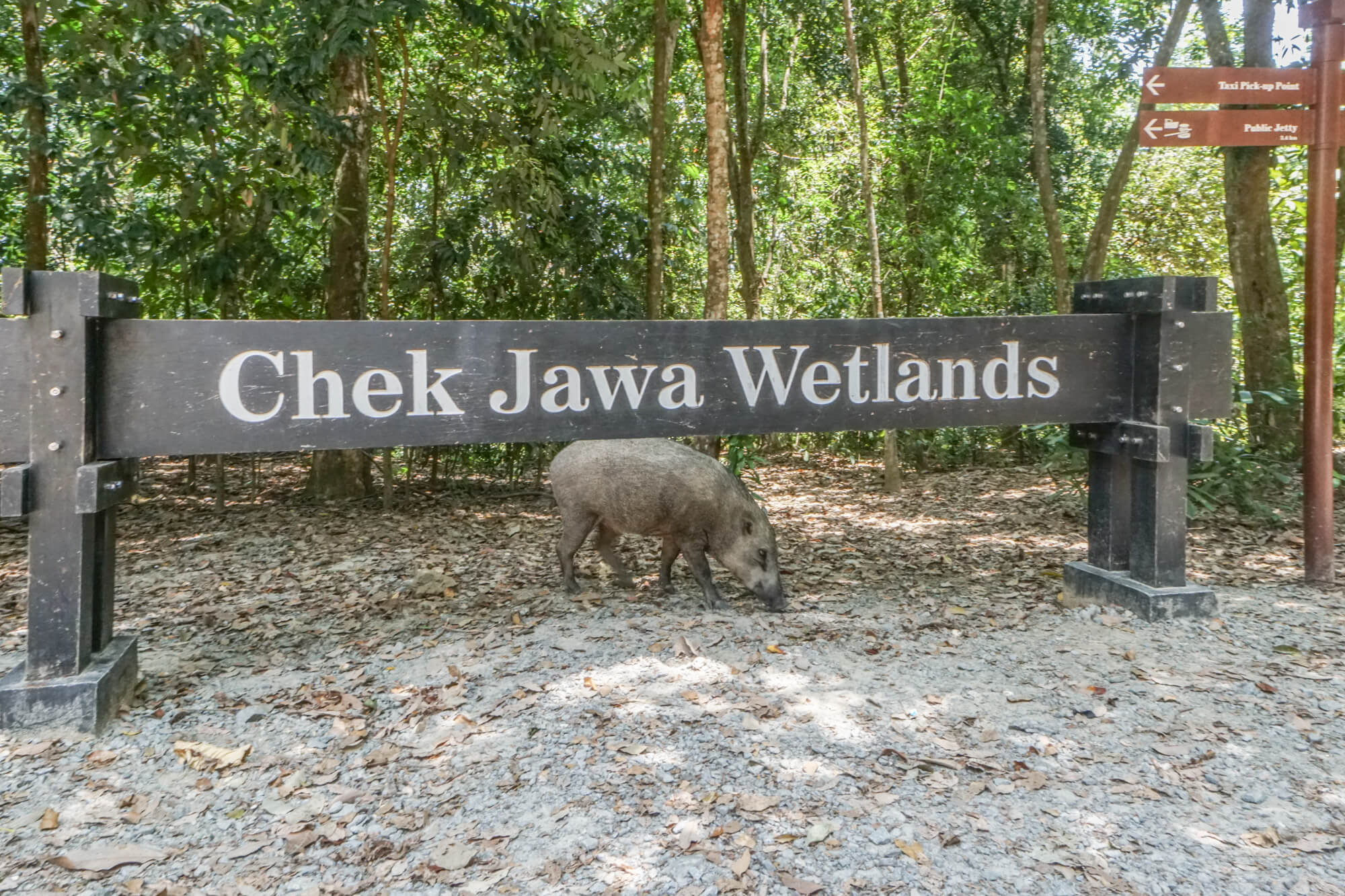 chek-jawa-wetlands.jpg