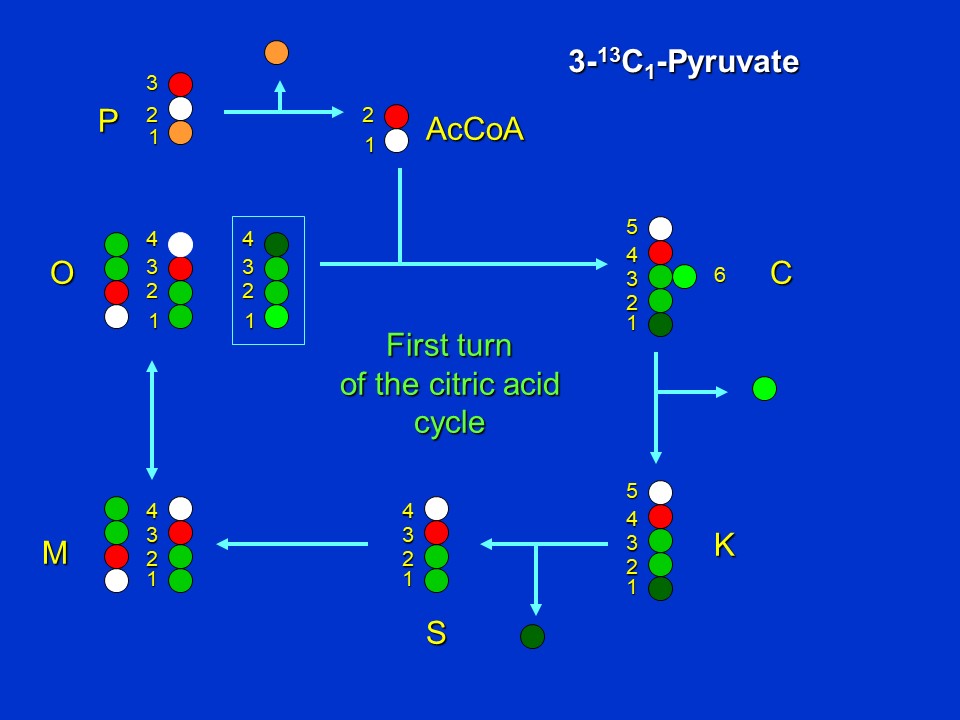 MetabolicFluxAnalysis11.jpg