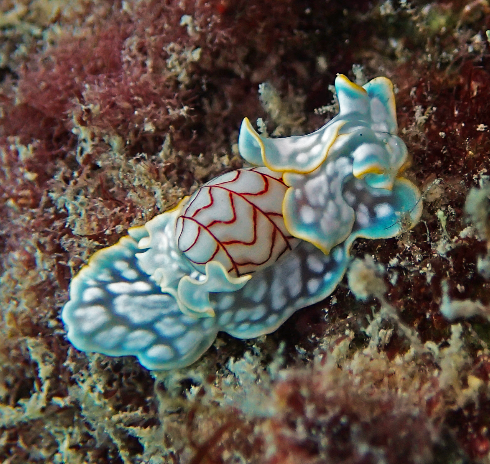 nudi2.png