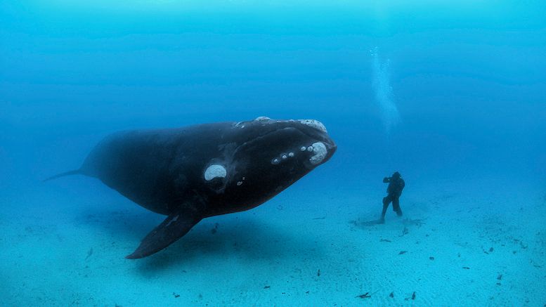 Southern-right-whale-and-diver_CR-Brian-Skerry.jpg