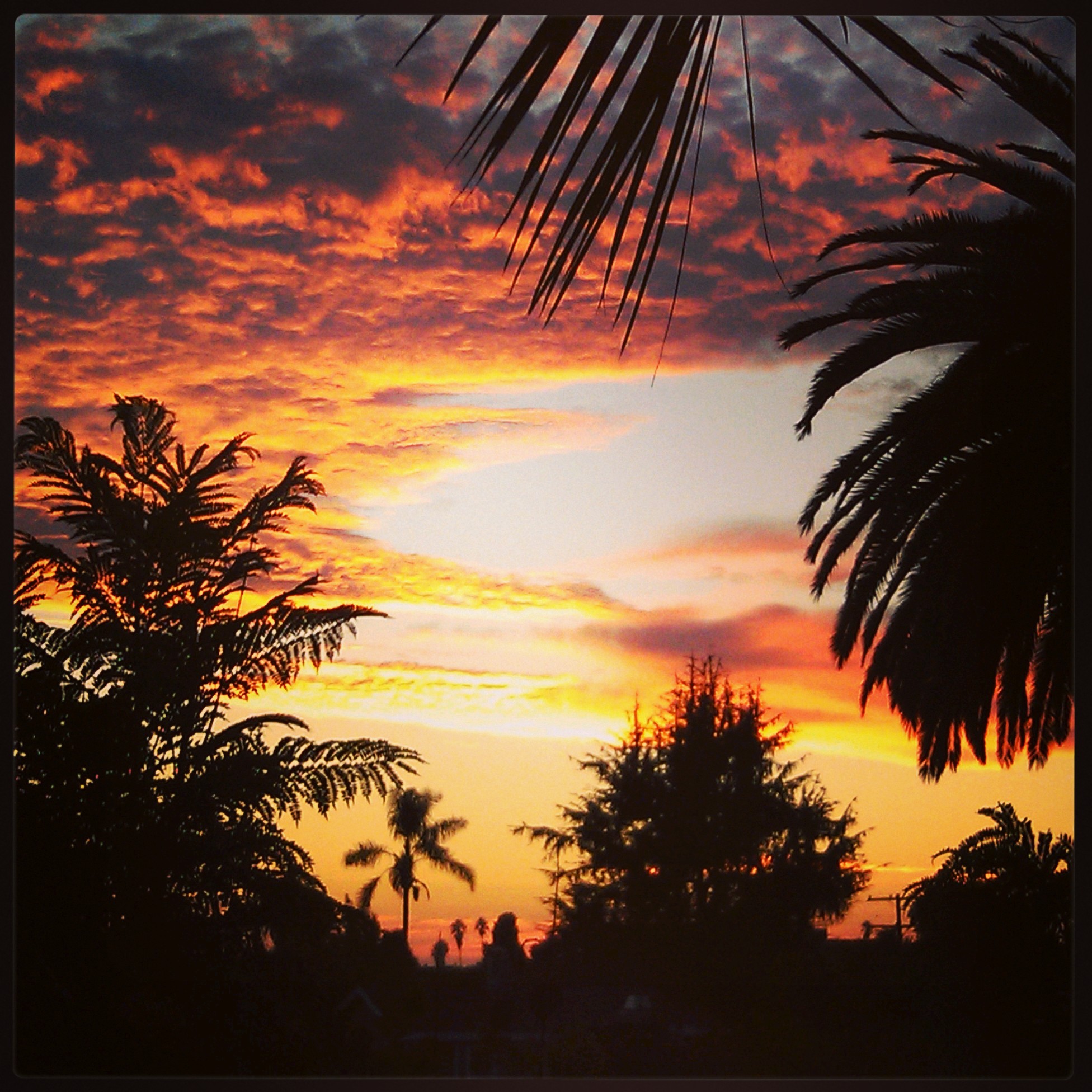 Trees in the Los Angeles Sunset.jpg