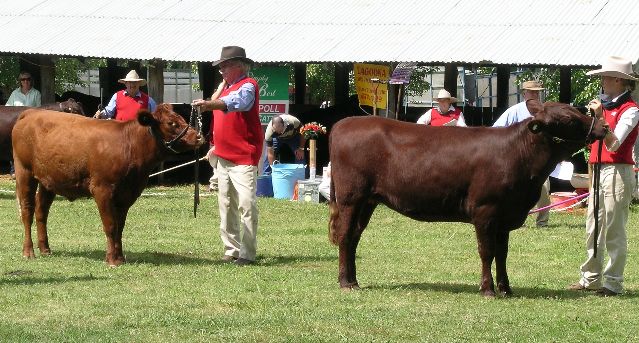 Red_Poll_heifers.JPG