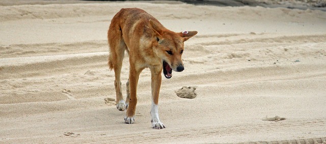 dingo-649086_640.jpg