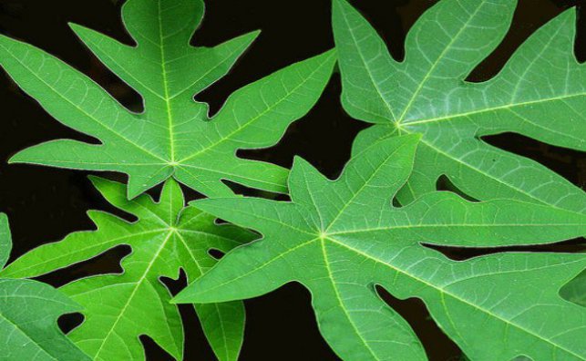 benefits-of-the-papaya-leaf.jpg