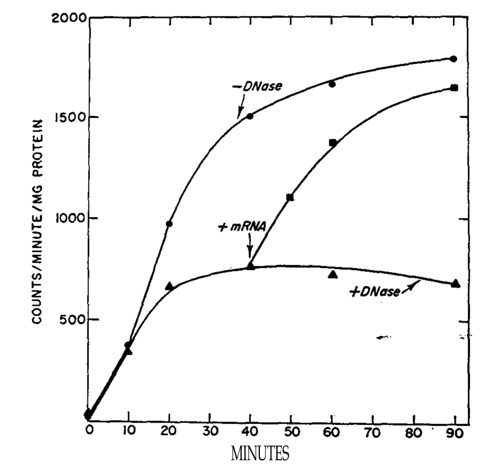 nirenberg-dnase.png