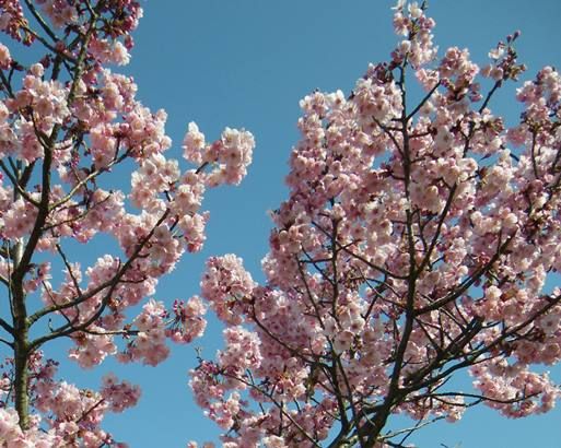 Blossoms in Spring.JPG