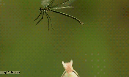 froggo.gif