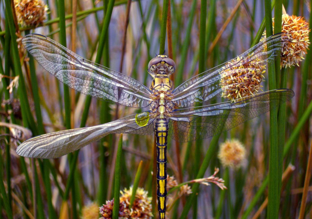 DRAGONFLY.300.1024X720.jpg