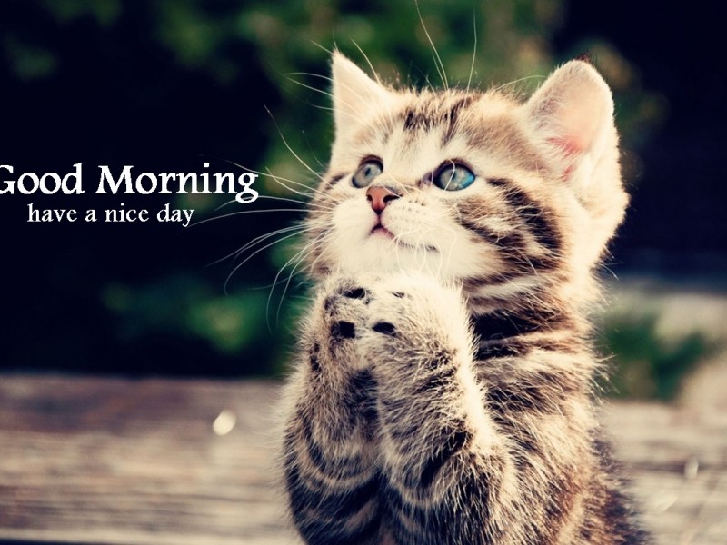 good morning cat
