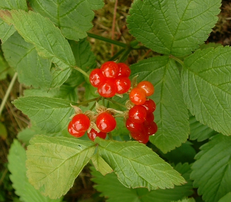Rubus_saxatilis02_cropped.jpg