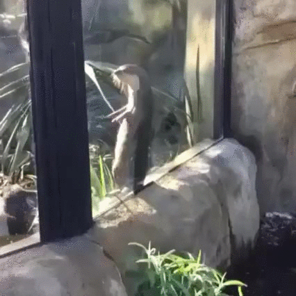 giphy-13.gif