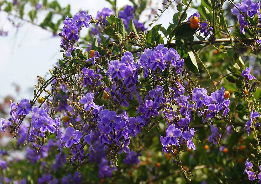 duranta-repens.jpg