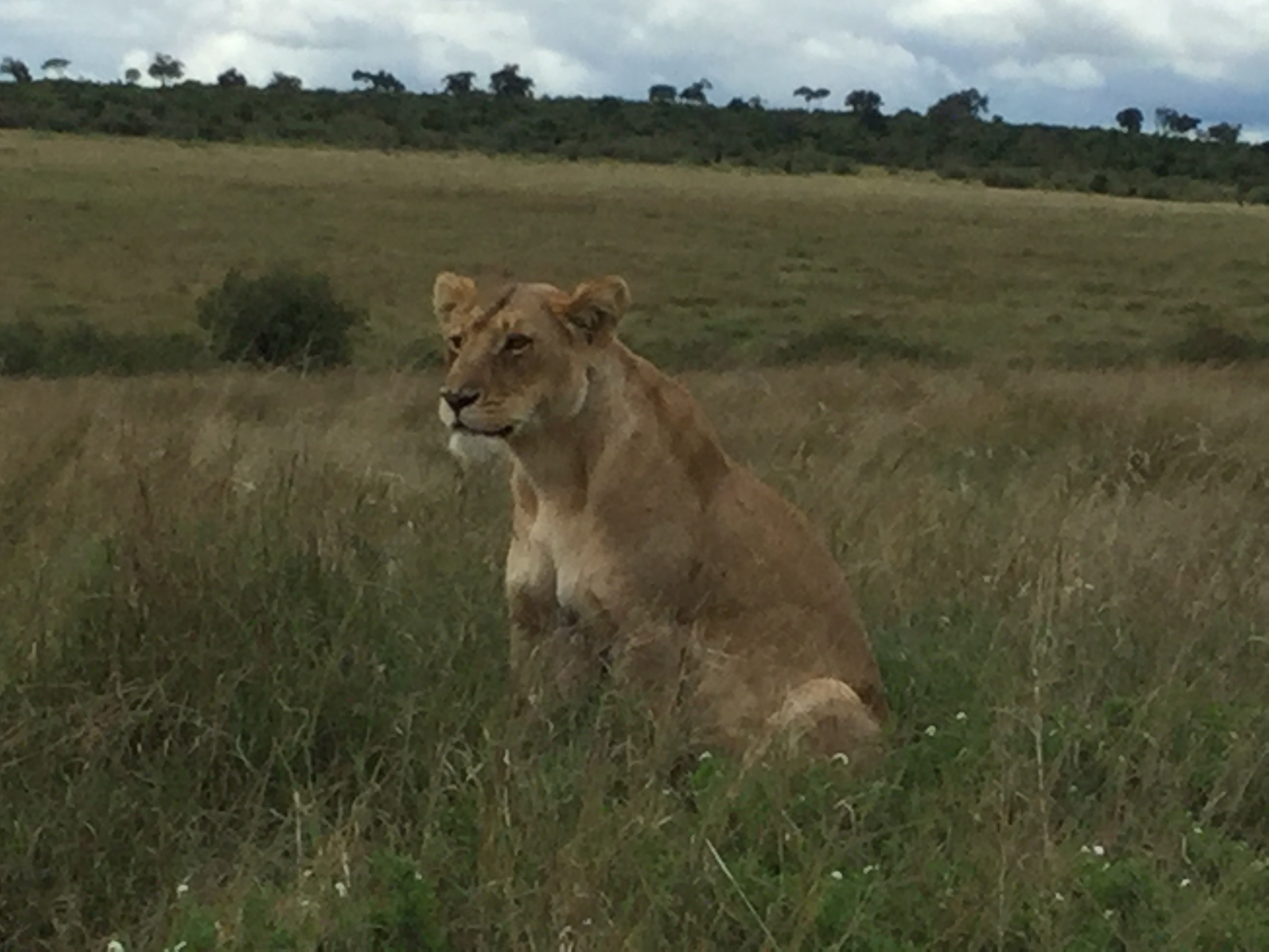 Lioness sitting.jpg