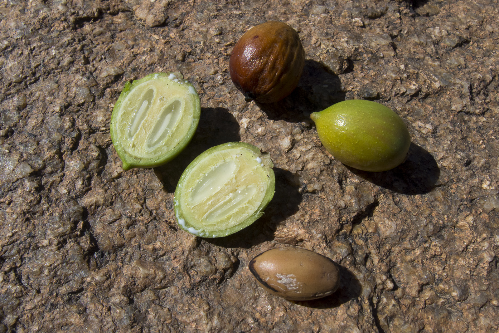 Argania_spinosa_Open_fruit.jpg