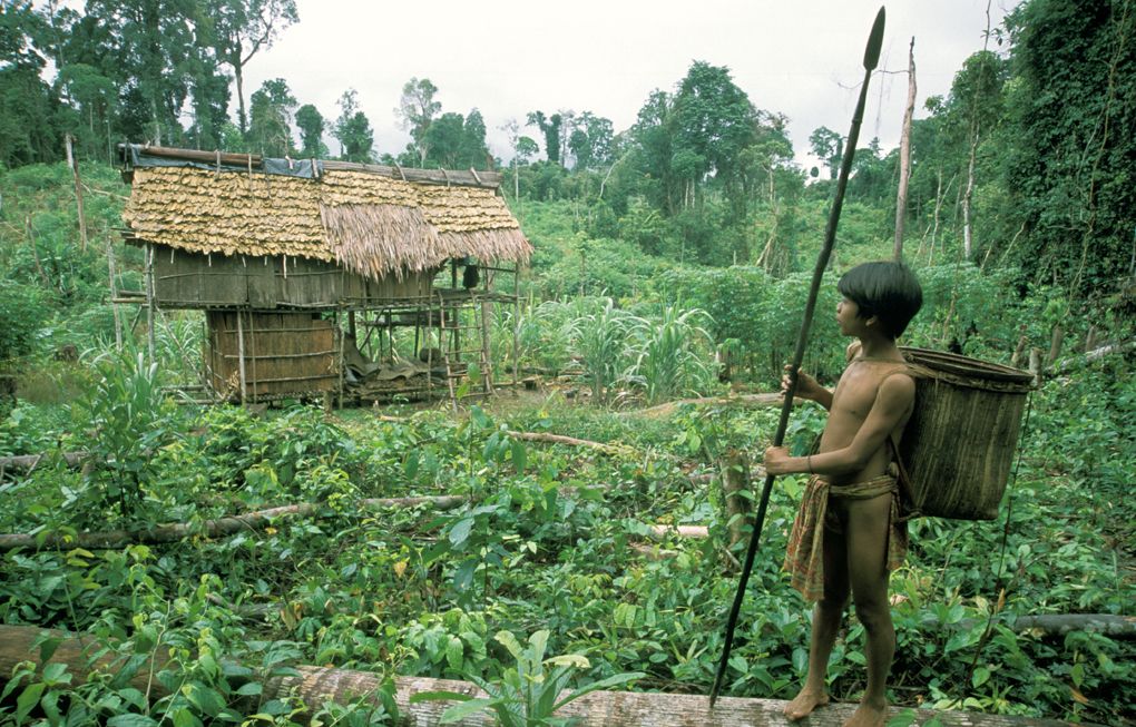 rumah-ladang-pemuda-orang-rimba-sako-jernang-foto-alain-compost-dok-kki-warsi.jpg