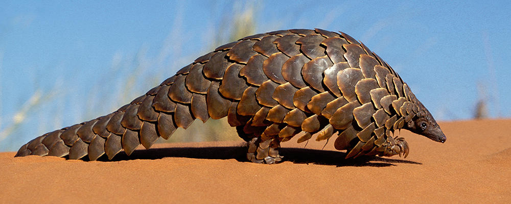 pangolin-ARTICLE-PAGE.jpg