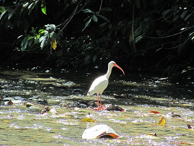 1.1418860800.ibis.jpg