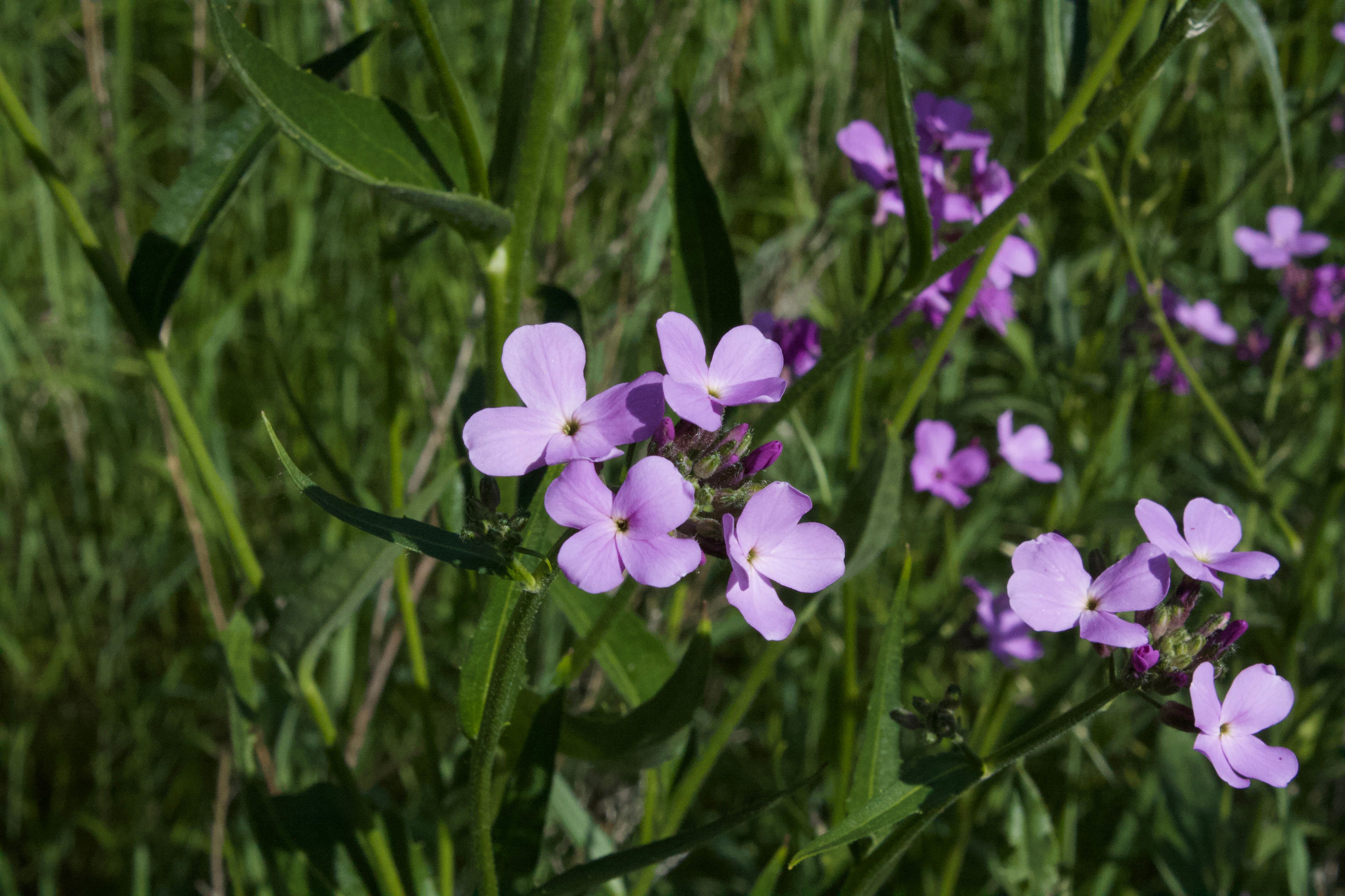 Purple Wild Flowers in Edmonton.jpg