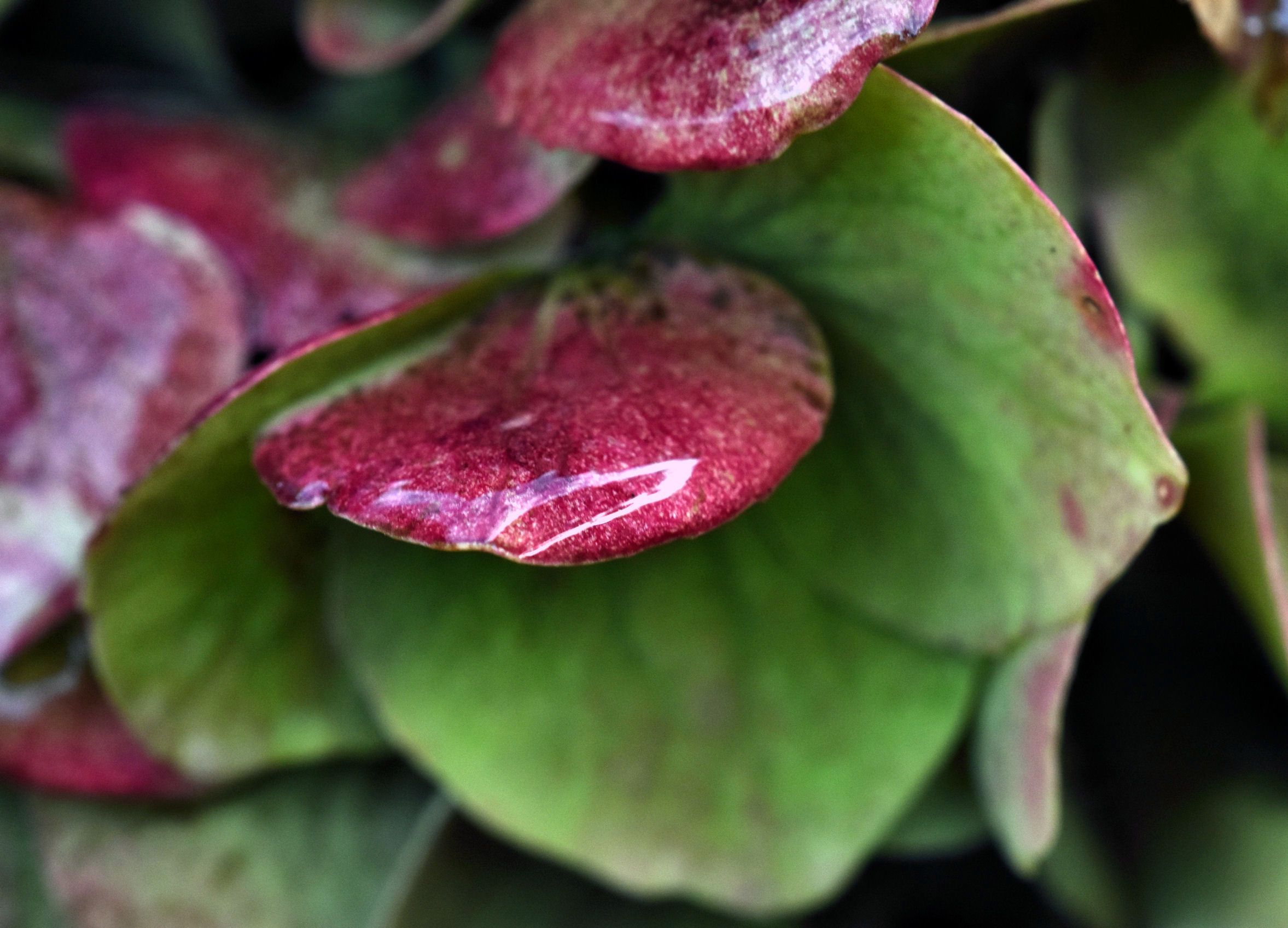 Hydrangea pink waterdrop.jpg