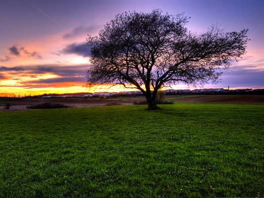 Summer-Nature-Landscape-a-Tall-Tree-Among-Green-Grass-the-Purple-Sky.jpg