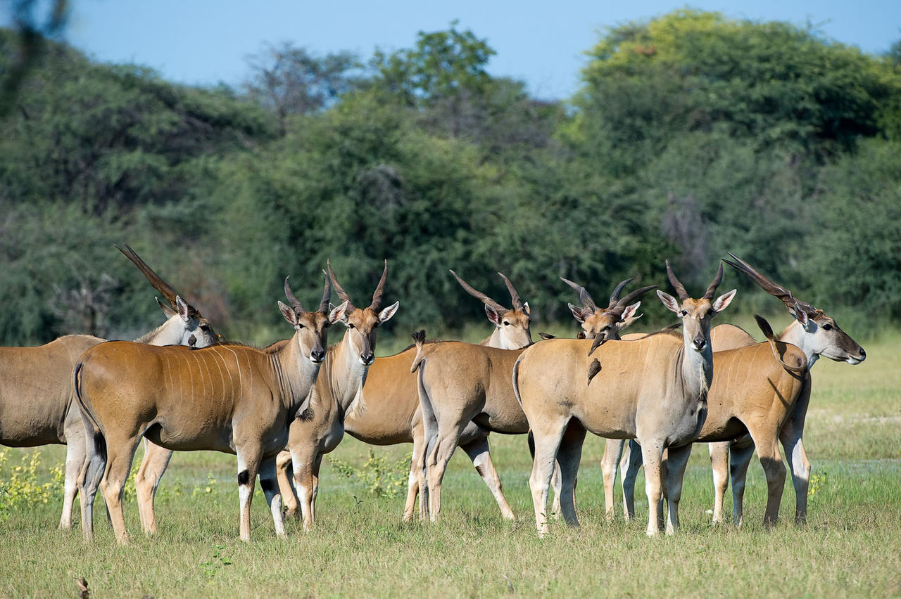 1383576245_8!!-!!Hwange National Park  Eland.jpg