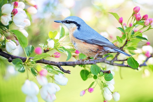 spring-bird-2295431_640.jpg