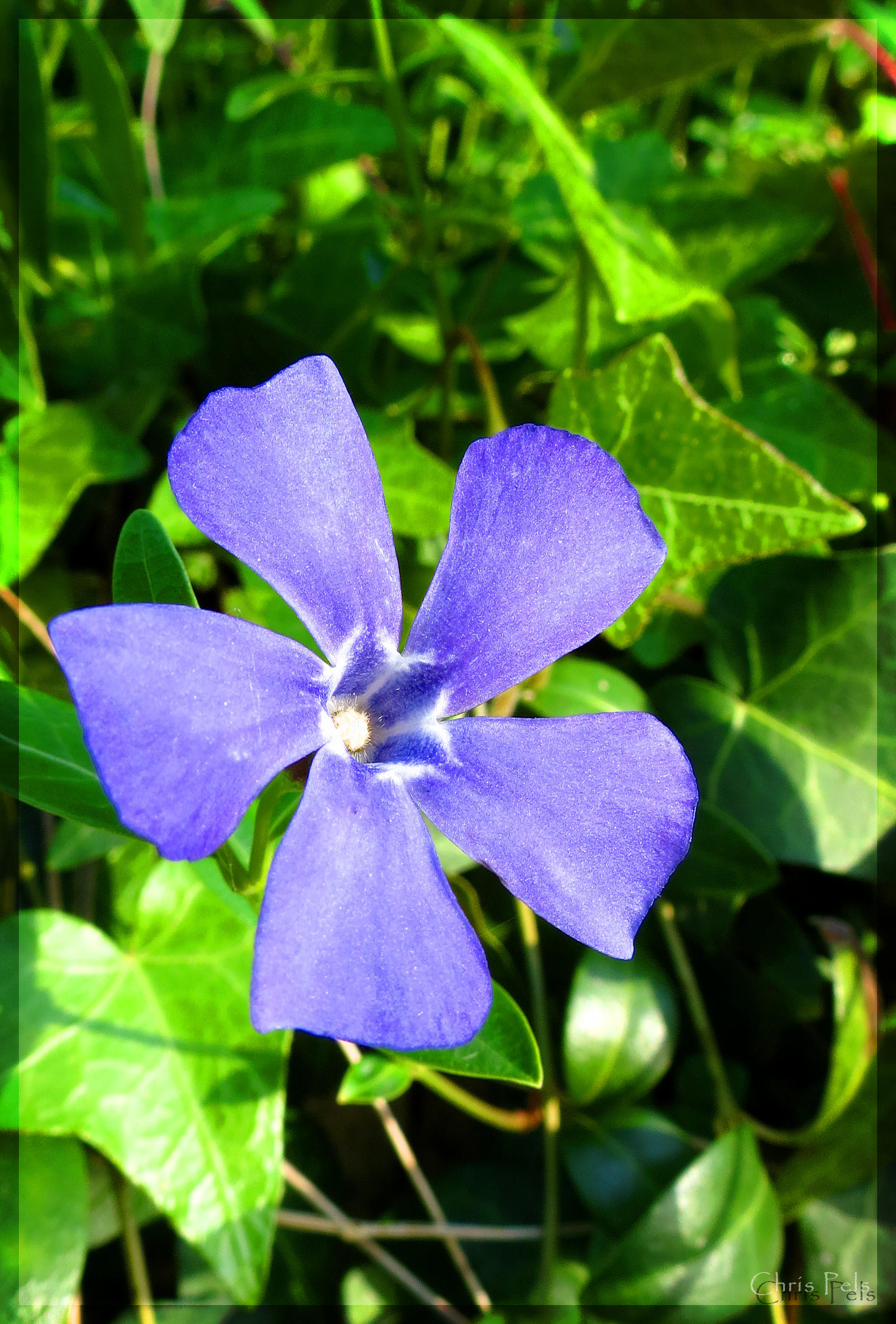 Lesser periwinkle.jpg