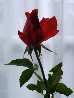 rote_rose_400.jpg