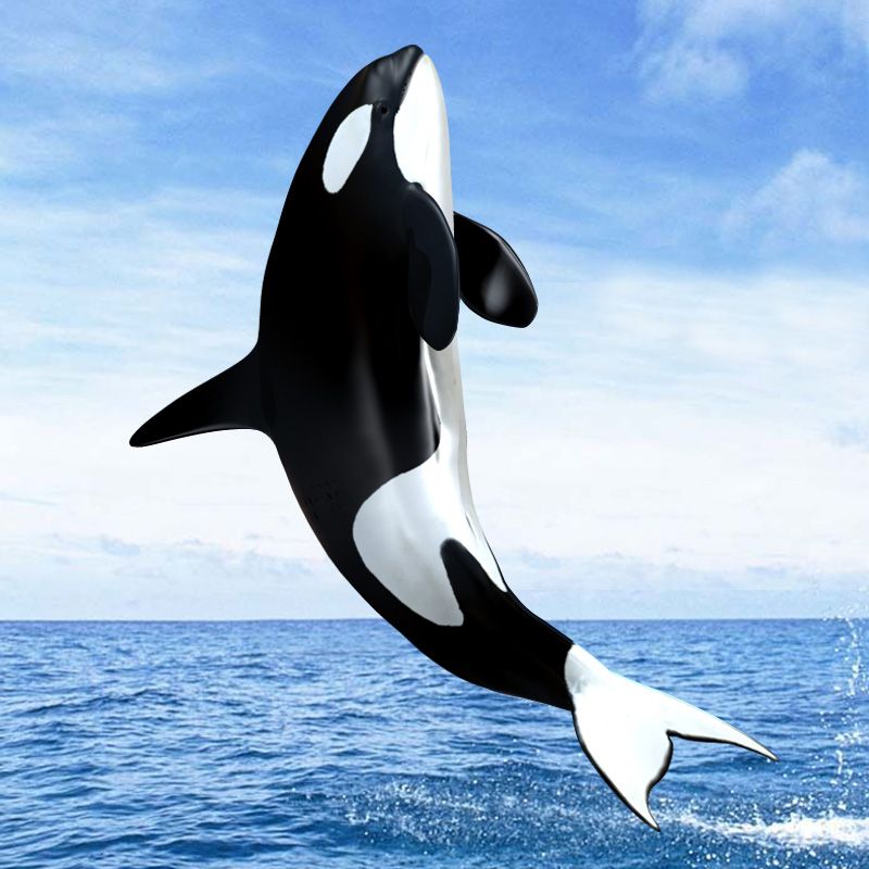 beautiful-killer-whale.jpg