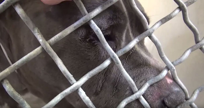 blue-king-pitbull-crying-shelter-jennifer-mckay-16.jpg