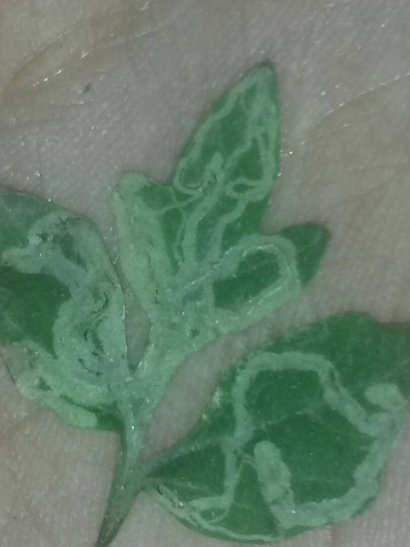 WhatsApp Image 2018-04-07 at 9.52.36 AM (1).jpeg