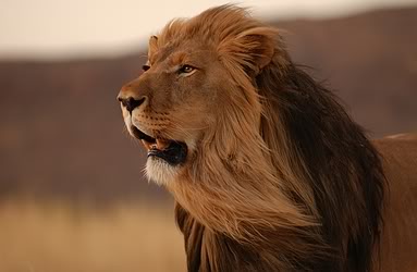 Lion-10312.jpg