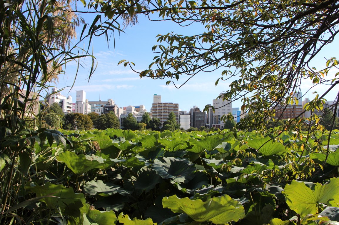 lotus - ueno park.jpg