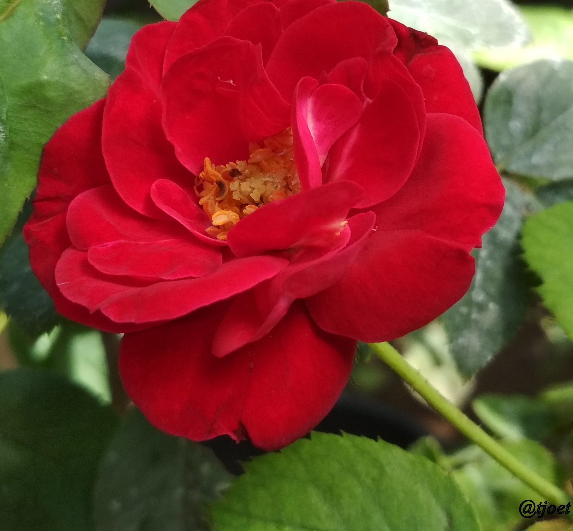 IMG_20170820_095236.jpg