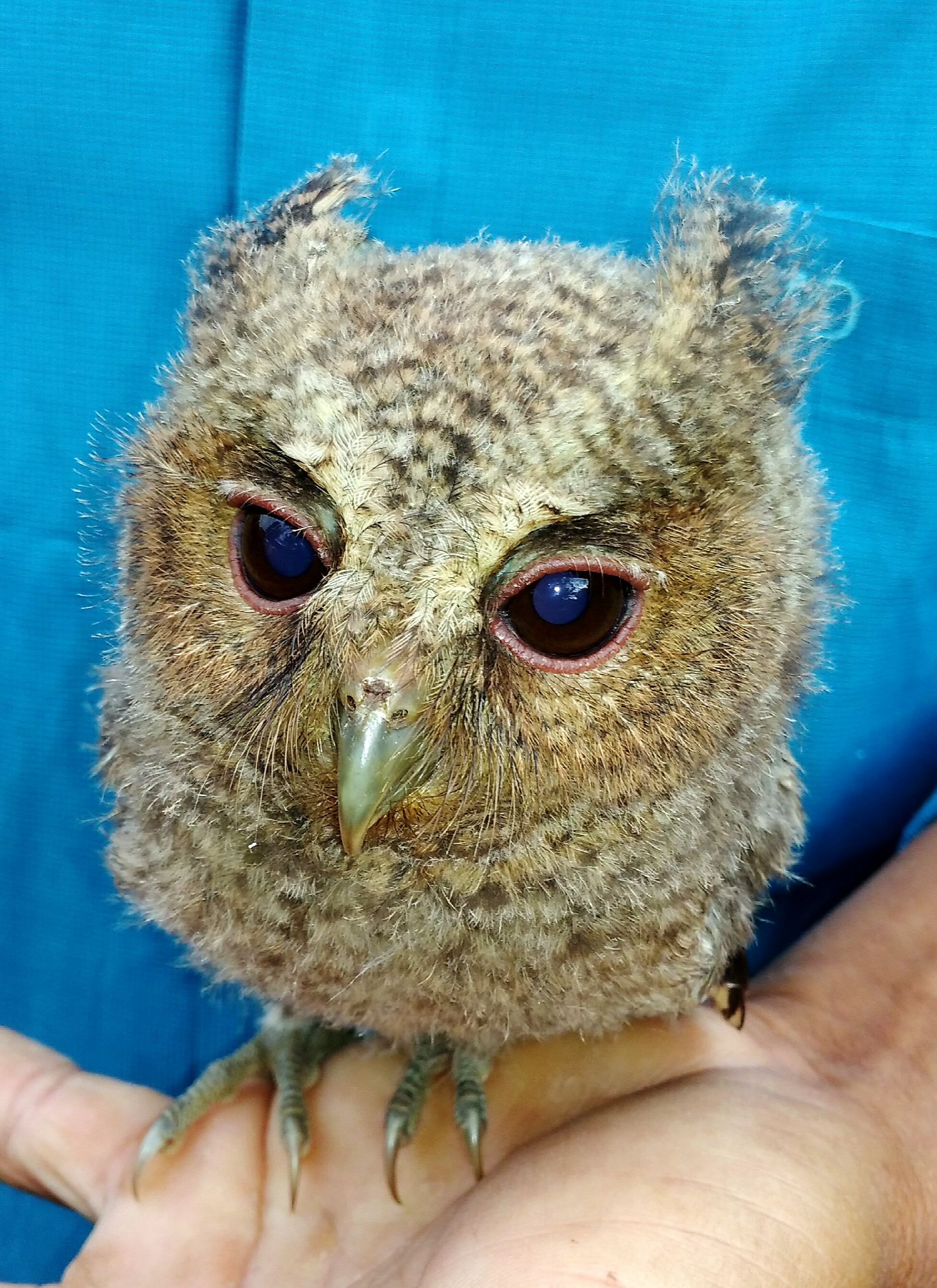 540 Bayi Burung Hantu Celepuk HD Terbaru