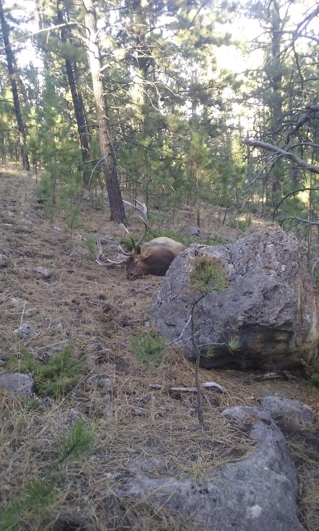 elk 2017 6.jpg