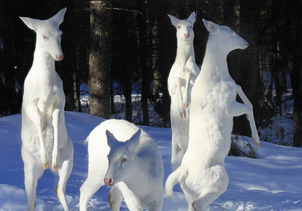 outdoorhub-10-stunning-albino-or-leucistic-animals-in-north-america-2015-02-17_20-16-03.jpg