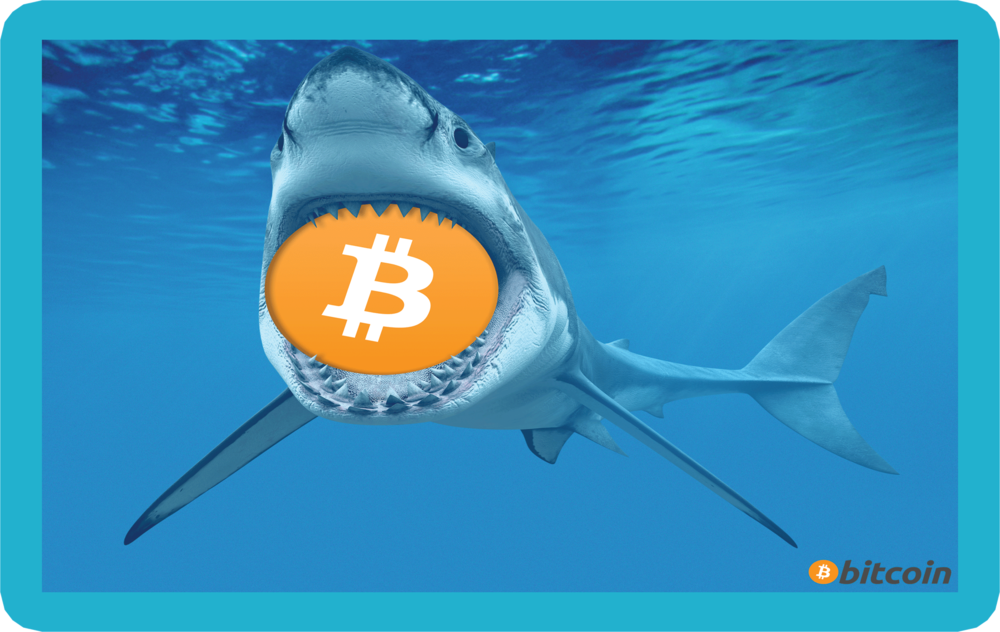 shark crypto