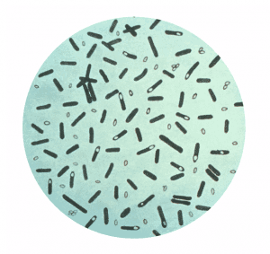 Spore-of-Clostridium-botulinum-300x283.png