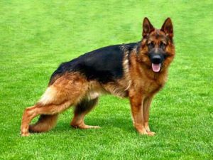 German-Shepherd-Dogs-300x225.jpg