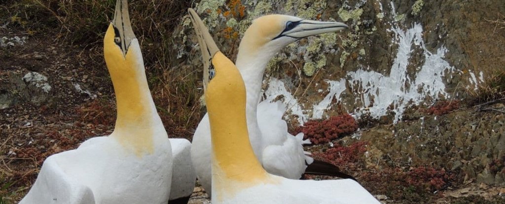 nigel_gannet_1024.jpg