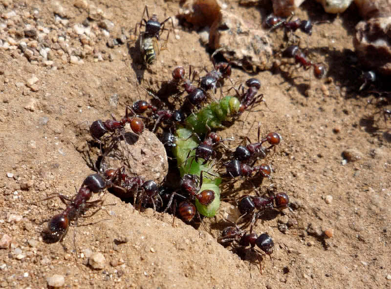 Red-harvester-ant.jpg