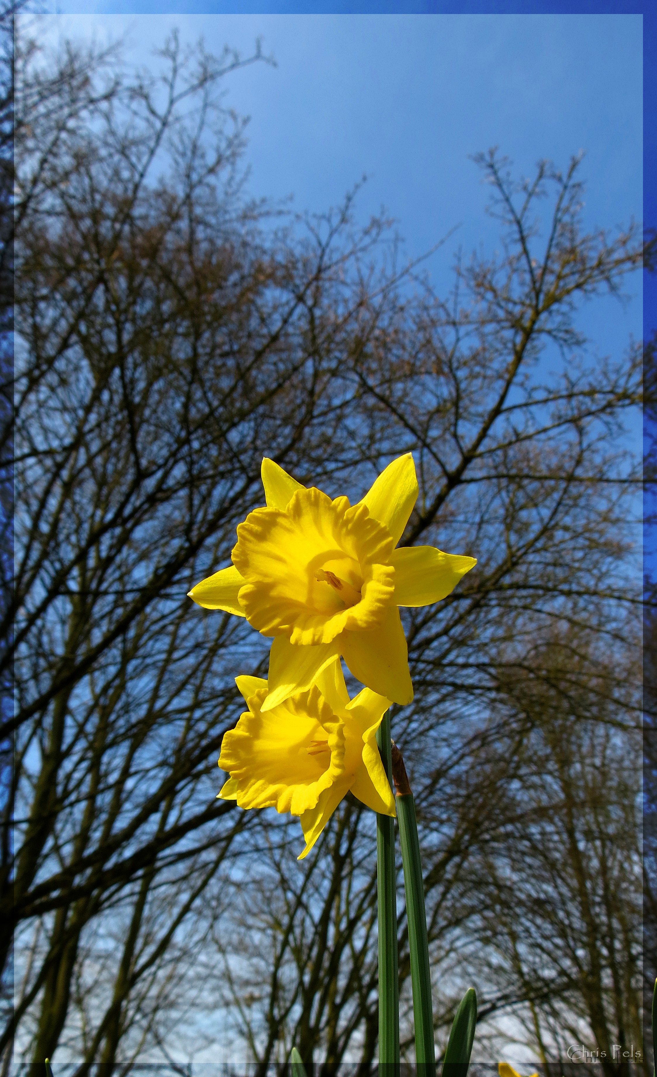 Narcisse jaune.jpg