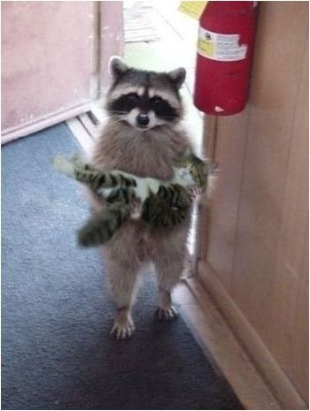 raccoonkidn_catsnack.jpg