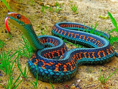 the most beautiful snake in the world naijagists blog.jpg