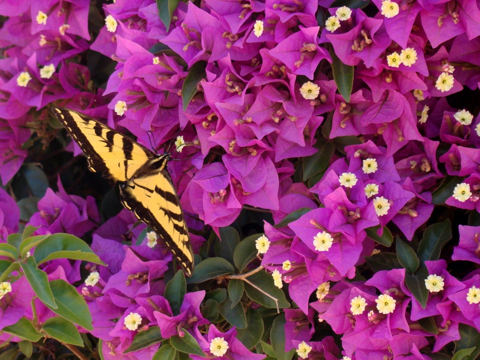 Tiger-Swallowtail-and-Bougainvillea-09.jpg