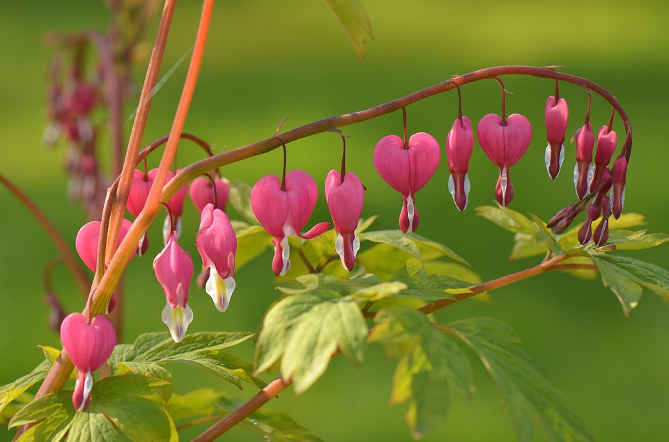 bleeding-heart-1609673_960_720.jpg