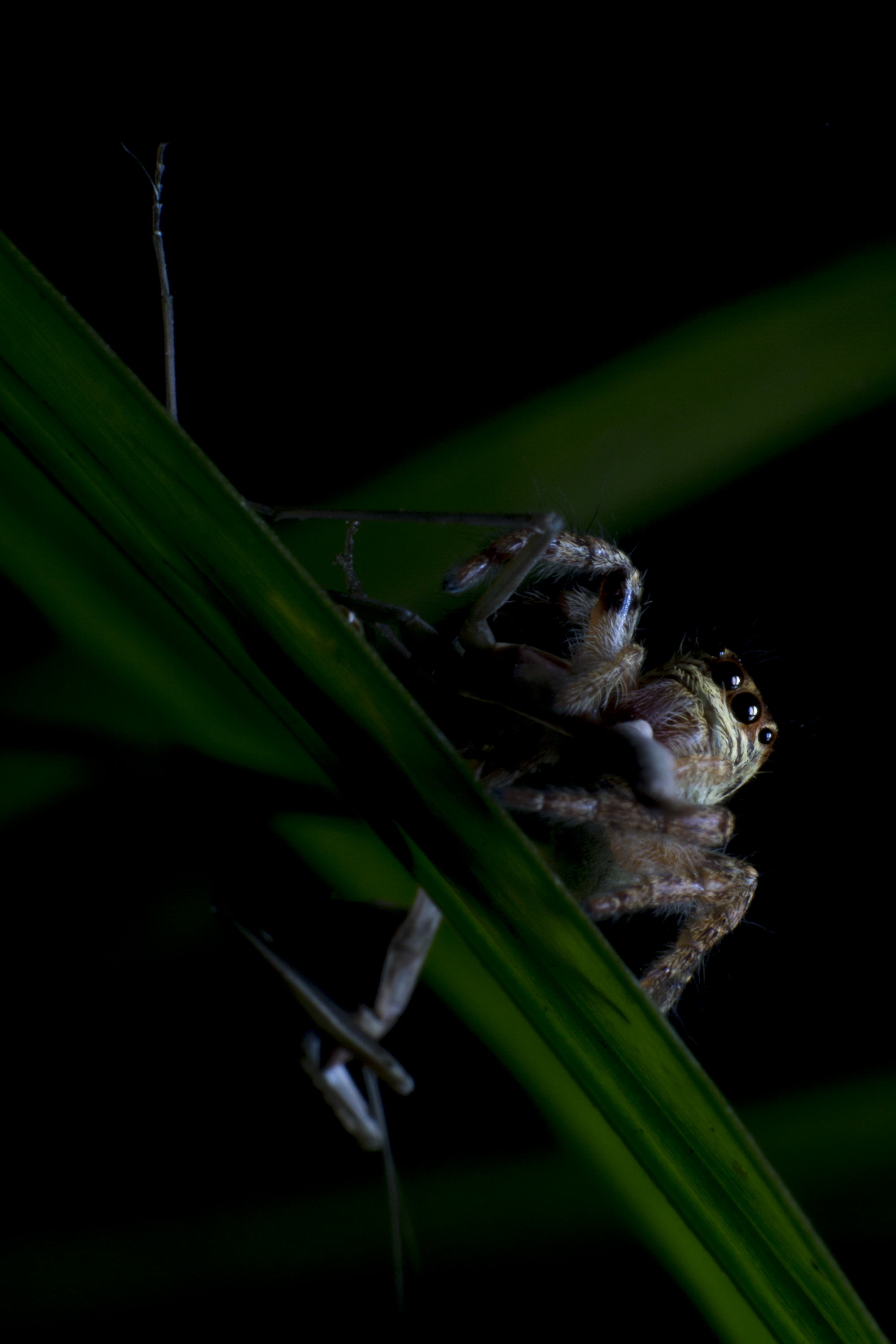 Hyllus Mantis 1.png