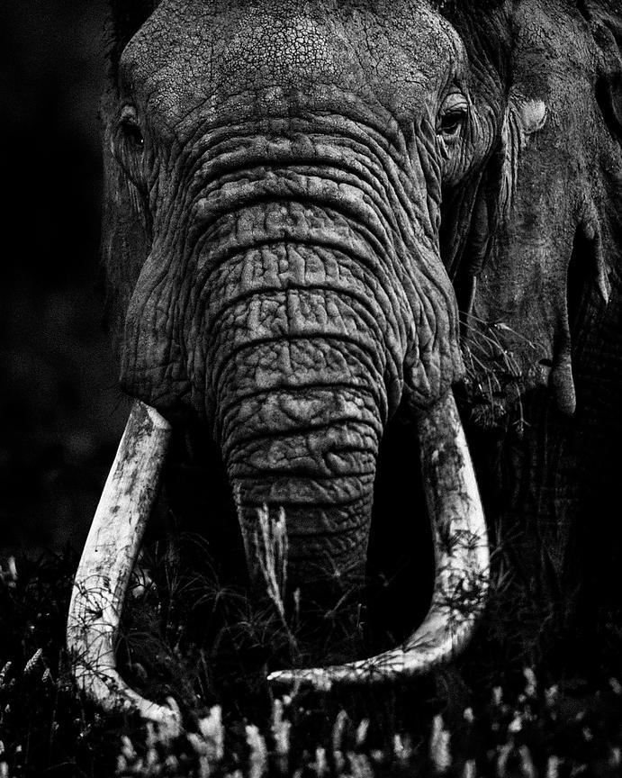 5394-Elephant_eating_grass_Laurent_Baheux_xgaplus.jpg