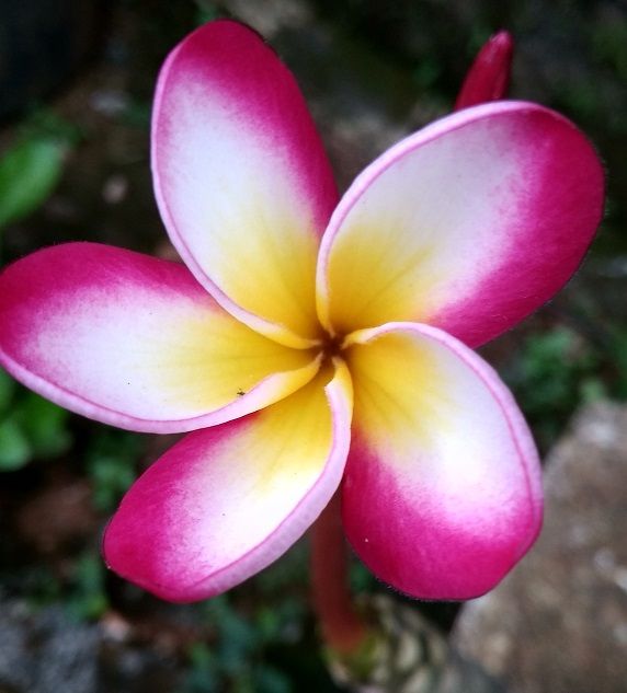 plumeria (60).jpg